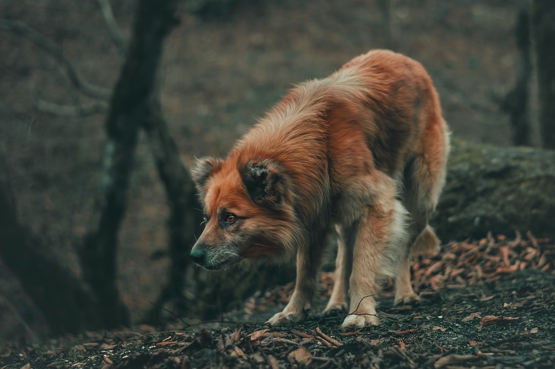 The Resilience Test: Which Animal Are You? (image credits: unsplash)