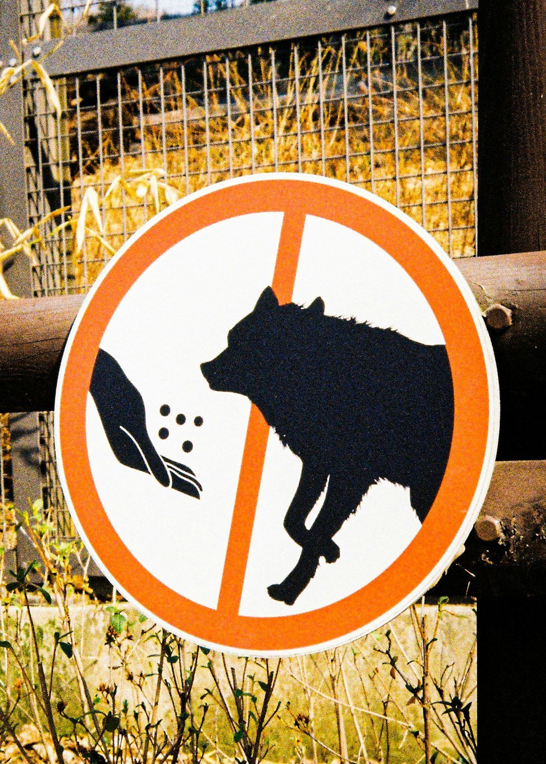 How to Apply Your Animal in Daily Life (image credits: unsplash)