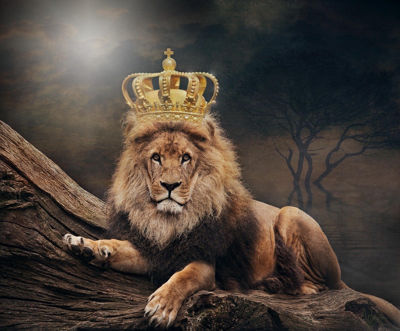 Leo Takes the Crown as Nature's Supreme Leader (image credits: pixabay)