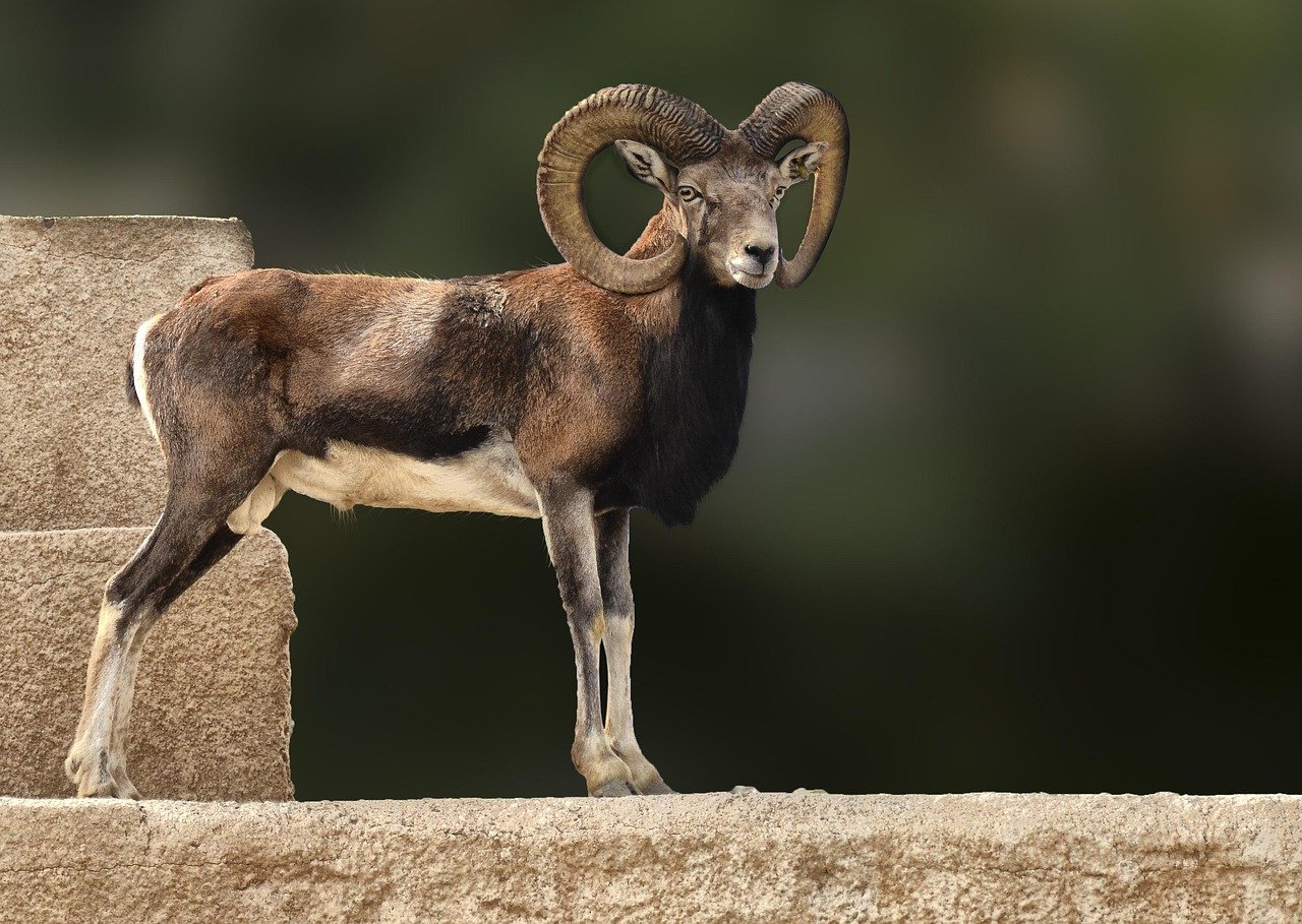 Aries Charges Forward with Pioneering Spirit (image credits: pixabay)