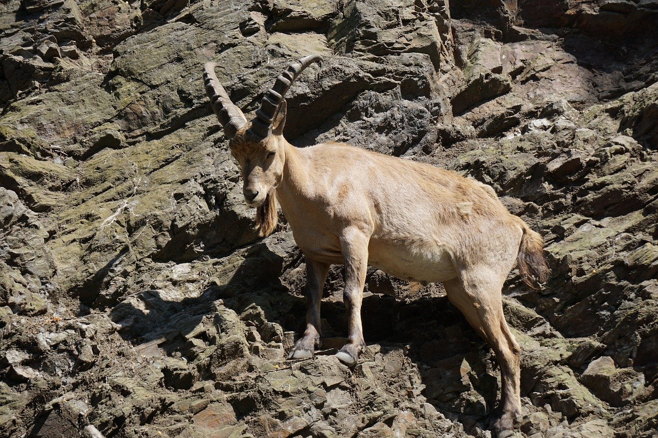 Capricorn Climbs to Success Through Persistent Leadership (image credits: pixabay)