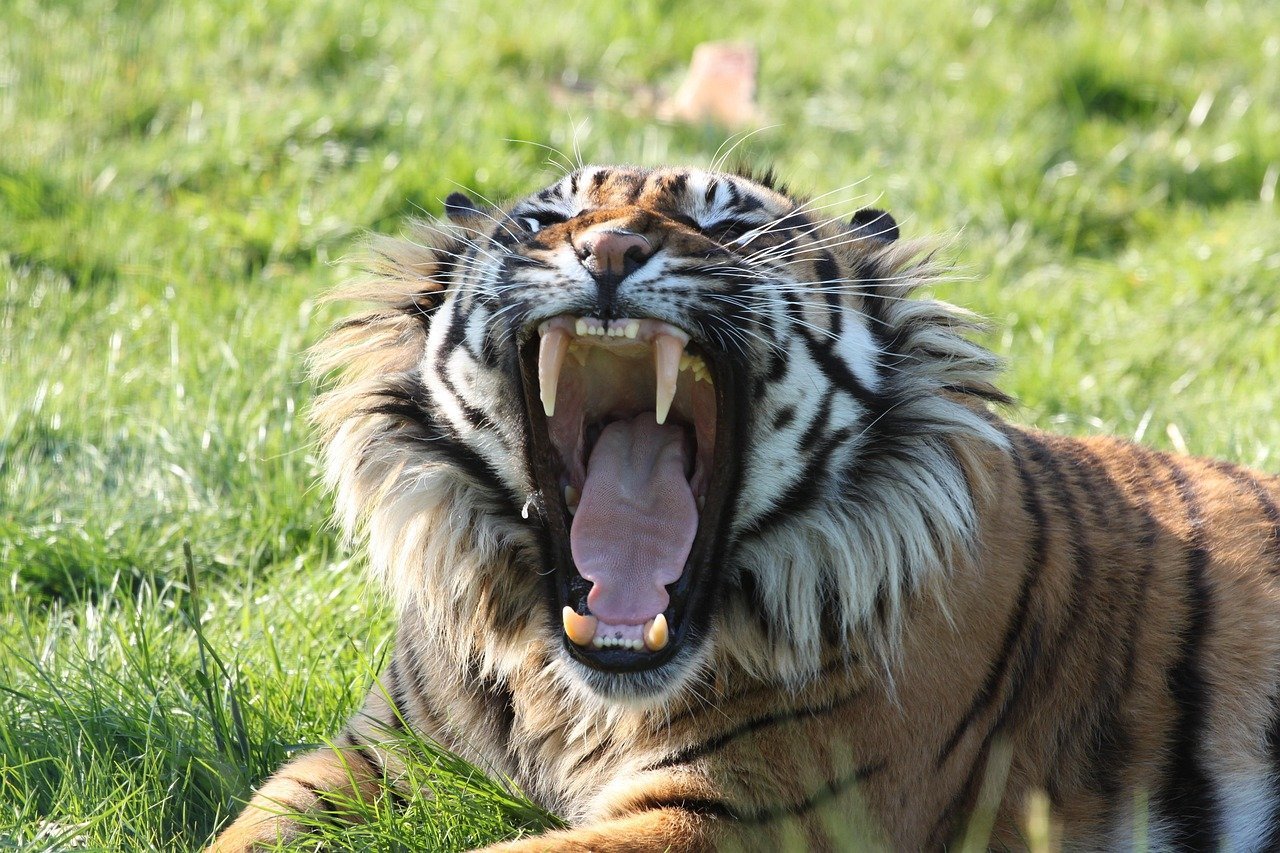 Tigers Strike with Bold Charismatic Leadership (image credits: pixabay)
