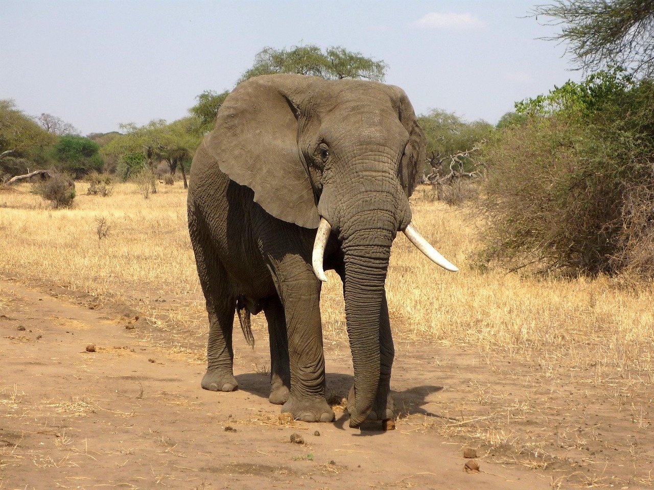 The Elephant's Matriarchal Wisdom in Leadership (image credits: pixabay)