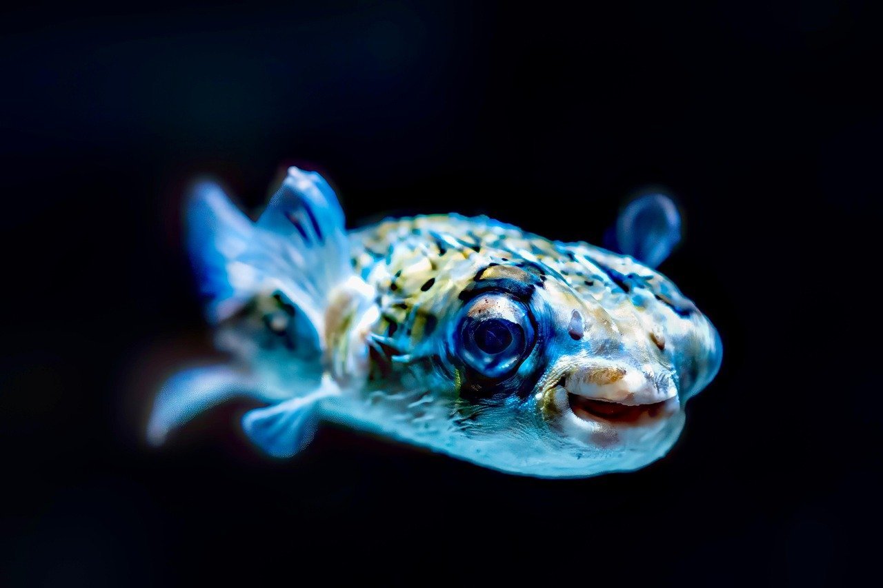 The Master Architect of Japan's Waters (image credits: pixabay)