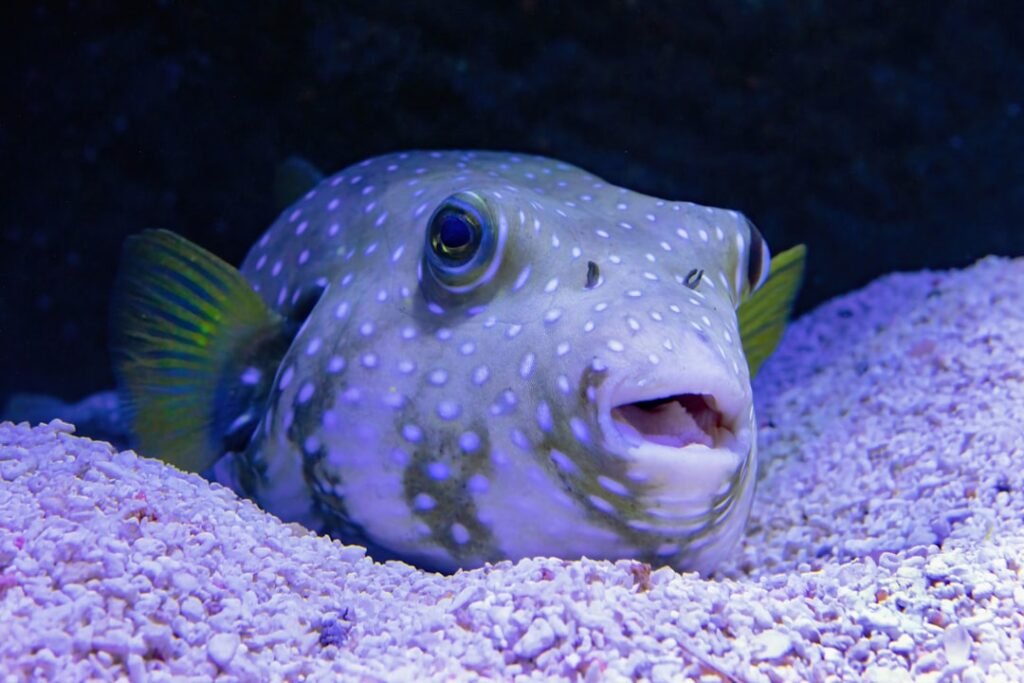 The Fish That Builds Sandcastles to Impress Mates