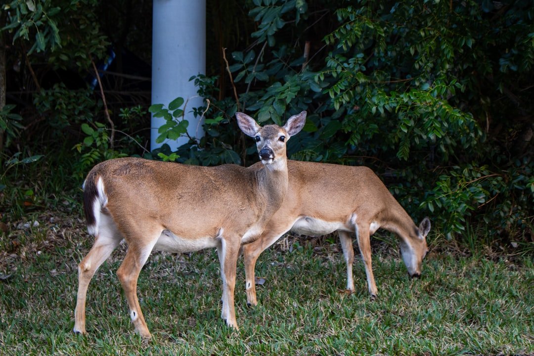 A Deer Like No Other (image credits: unsplash)