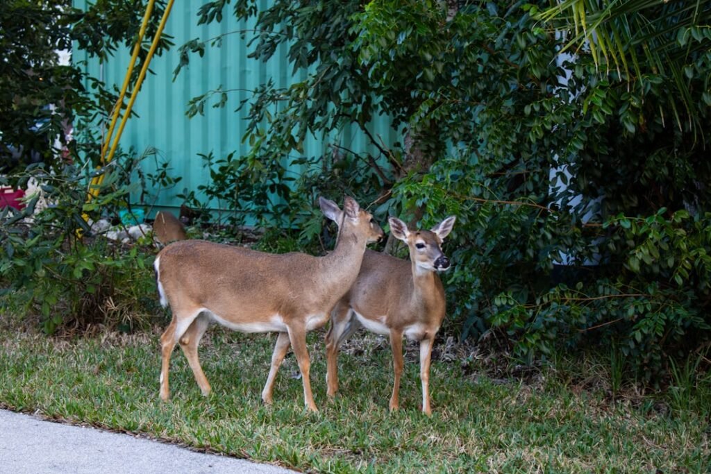 From Near Extinction to Recovery Success