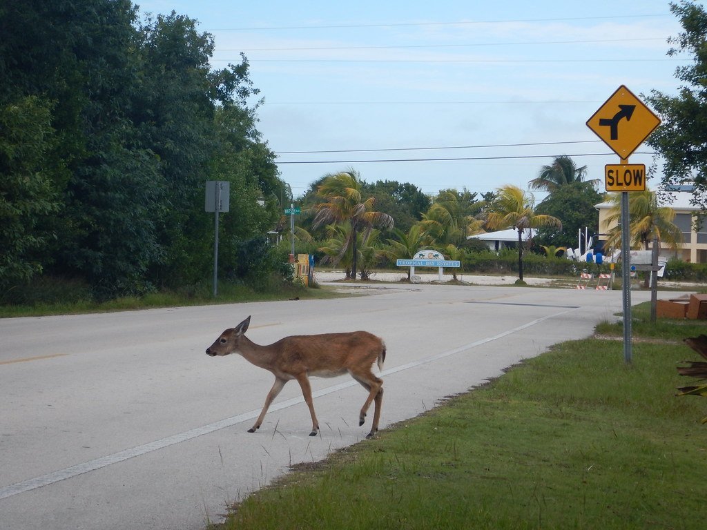 A Traffic Problem That Persists (image credits: flickr)