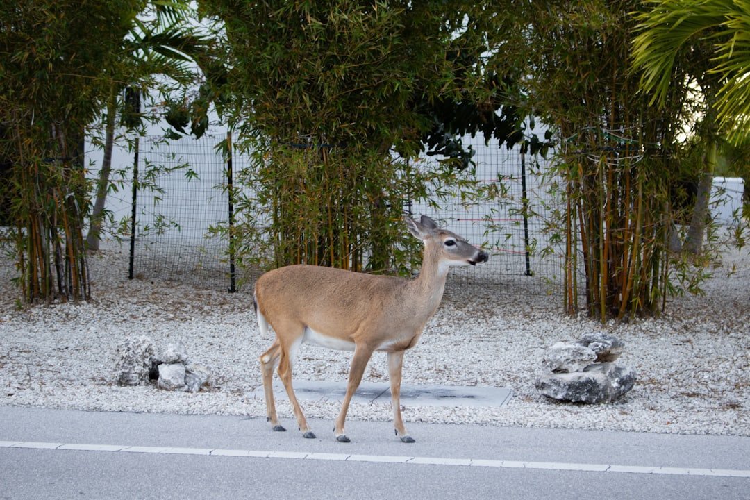 Why Relocation Won't Work (image credits: unsplash)