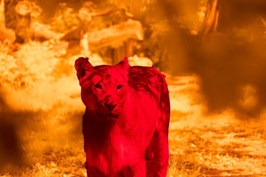 Fire Signs and Their Bold Animal Spirits (image credits: unsplash)