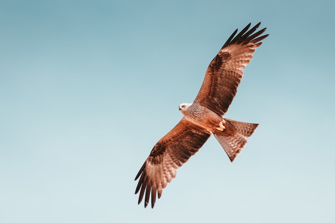 Aries: The Fierce Ram and Hawk Connection (image credits: unsplash)