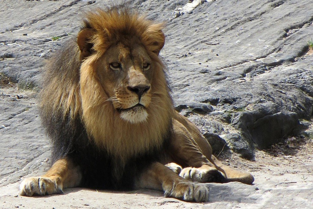 Leo: The Majestic Lion's Royal Presence (image credits: rawpixel)