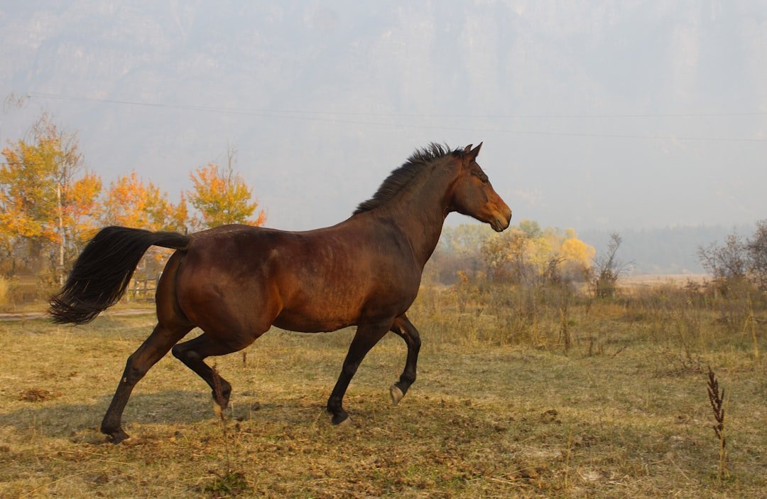 Sagittarius: The Adventurous Archer and Wild Horse Spirit (image credits: unsplash)