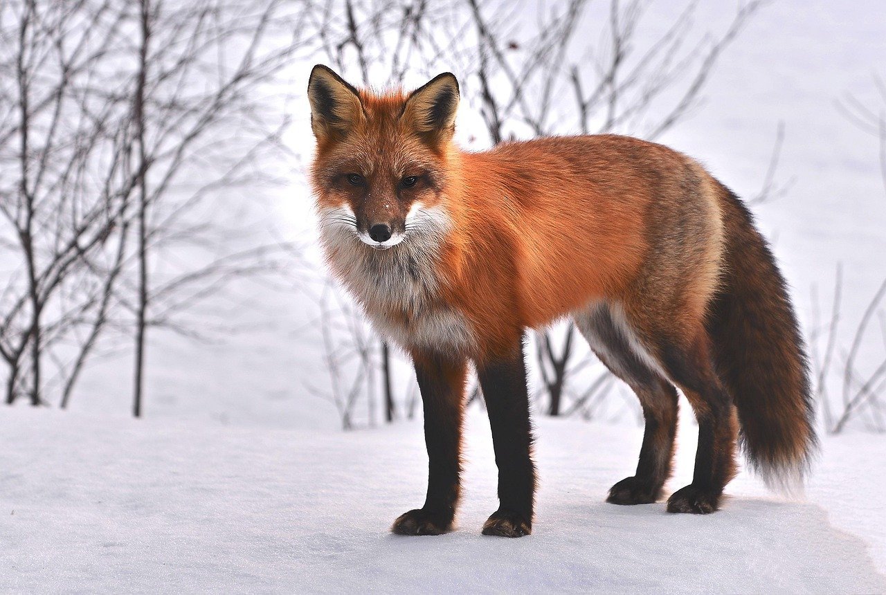 Virgo: The Meticulous Beaver and Clever Fox (image credits: pixabay)