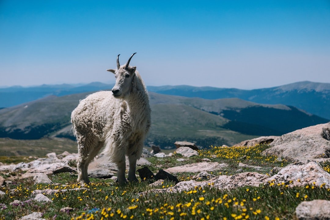 Capricorn: The Determined Goat and Wise Crow (image credits: unsplash)