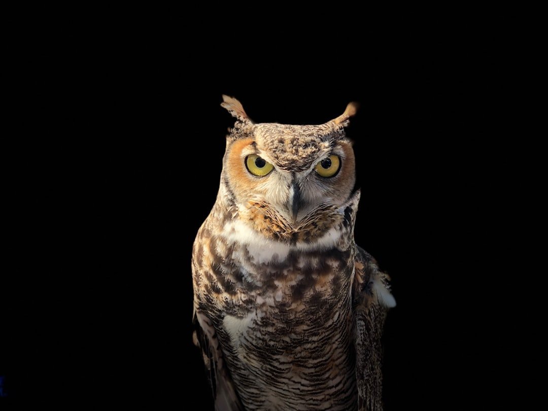 Air Signs and Their Intellectual Animal Companions (image credits: unsplash)