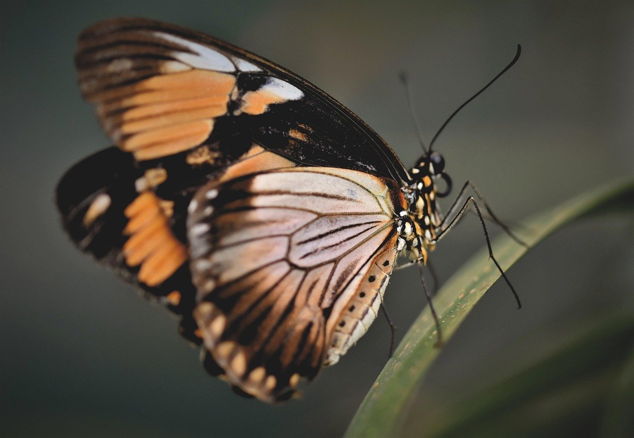 Gemini: The Transformative Butterfly and Curious Deer (image credits: pixabay)