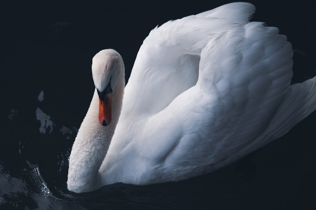 Libra: The Graceful Swan and Diplomatic Dove (image credits: unsplash)