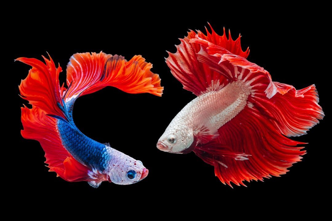 Water Signs and Their Intuitive Animal Spirits (image credits: unsplash)