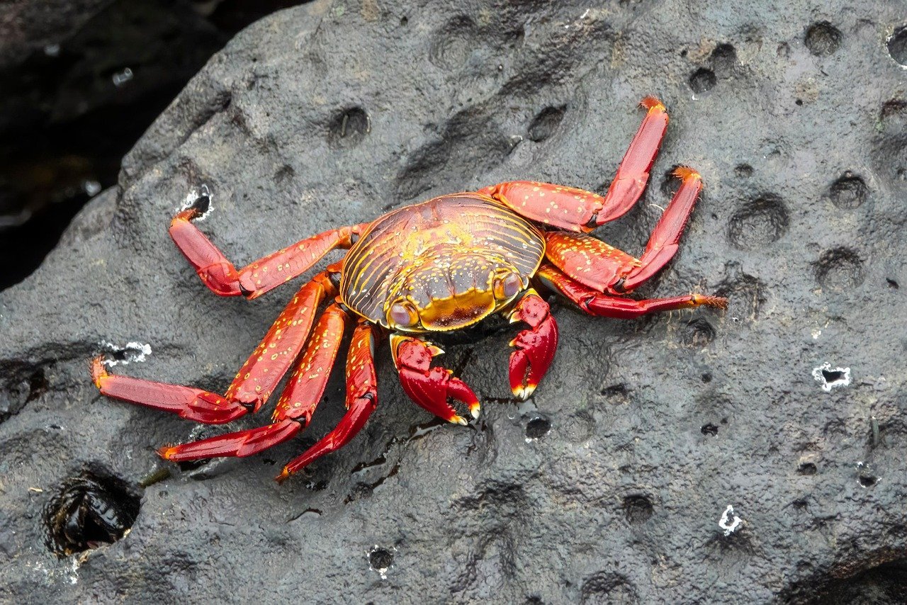 Cancer: The Protective Crab and Nurturing Rabbit (image credits: pixabay)