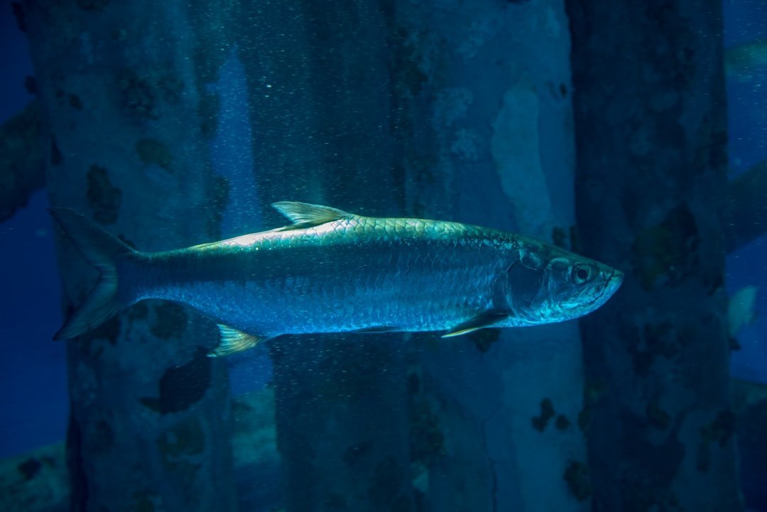 Pisces: The Mystical Fish and Gentle Deer (image credits: unsplash)
