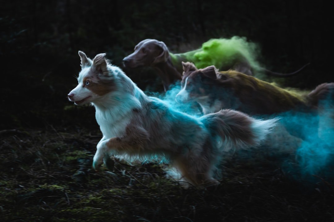 Understanding Your Elemental Animal Connection (image credits: unsplash)
