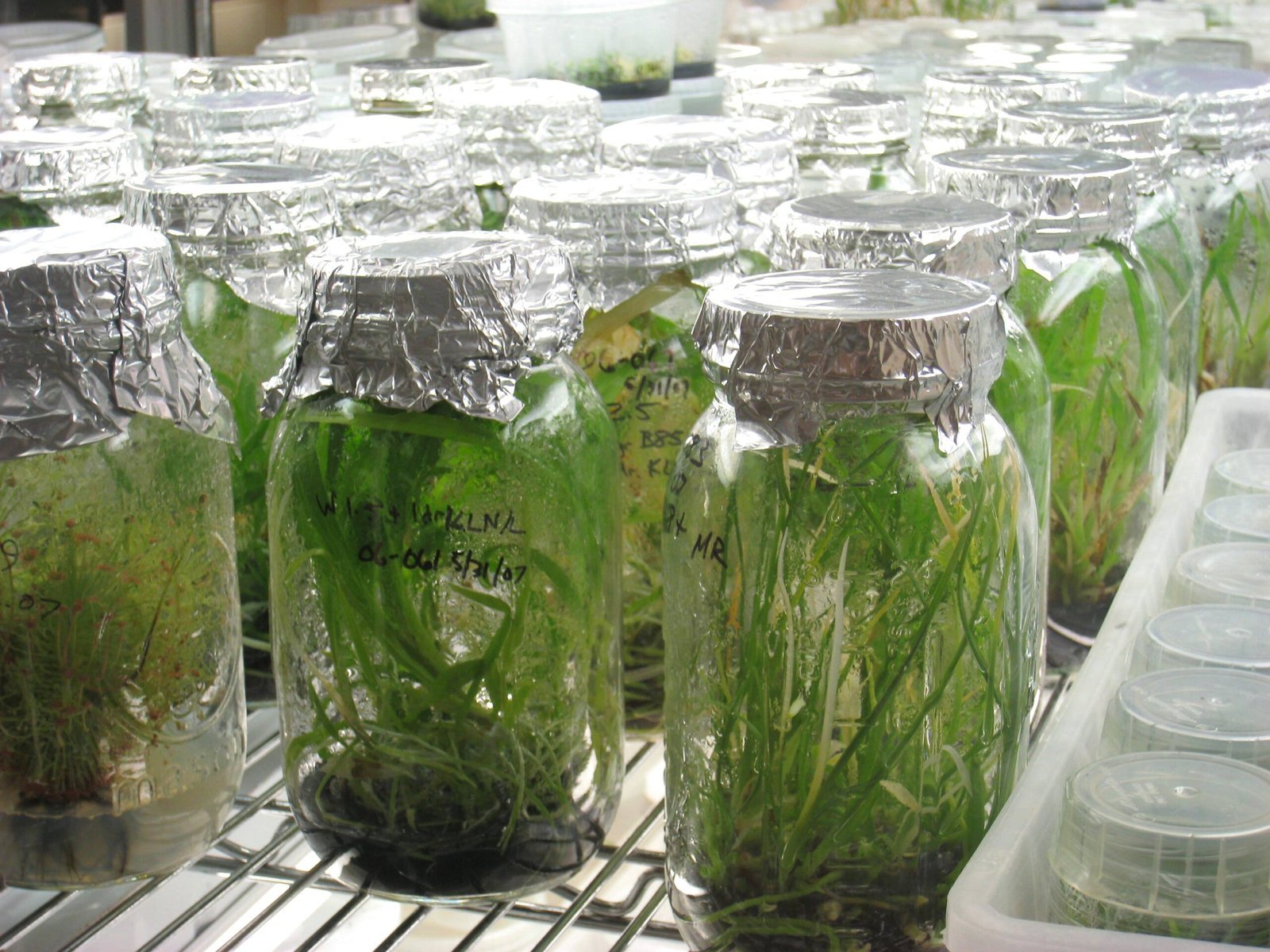 Genetic Time Capsules and DNA Durability (image credits: By Daderot, CC BY-SA 4.0, https://commons.wikimedia.org/w/index.php?curid=3107901)