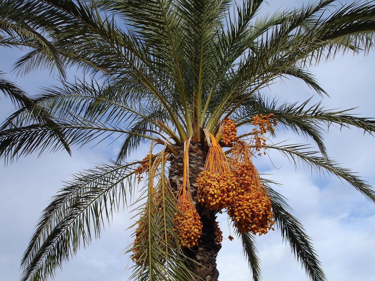 The Judean Date Palm Revival Project (image credits: pixabay)
