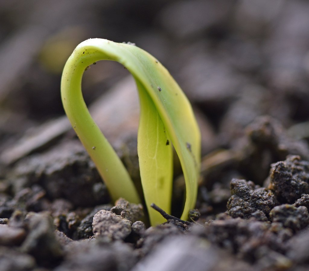 DNA Repair Mechanisms in Ancient Seeds (image credits: flickr)