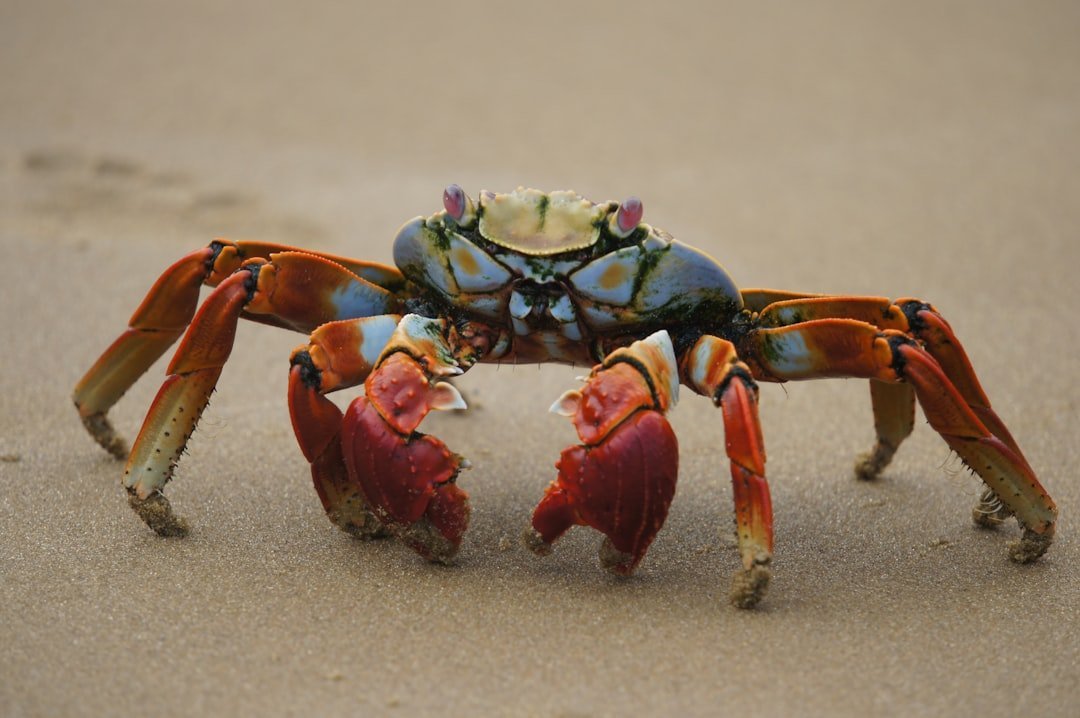 Cancer: The Devoted Crab (image credits: unsplash)