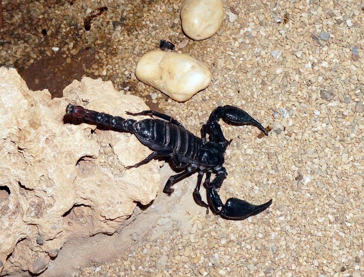 Scorpio: The Intensely Faithful Scorpion (image credits: pixabay)