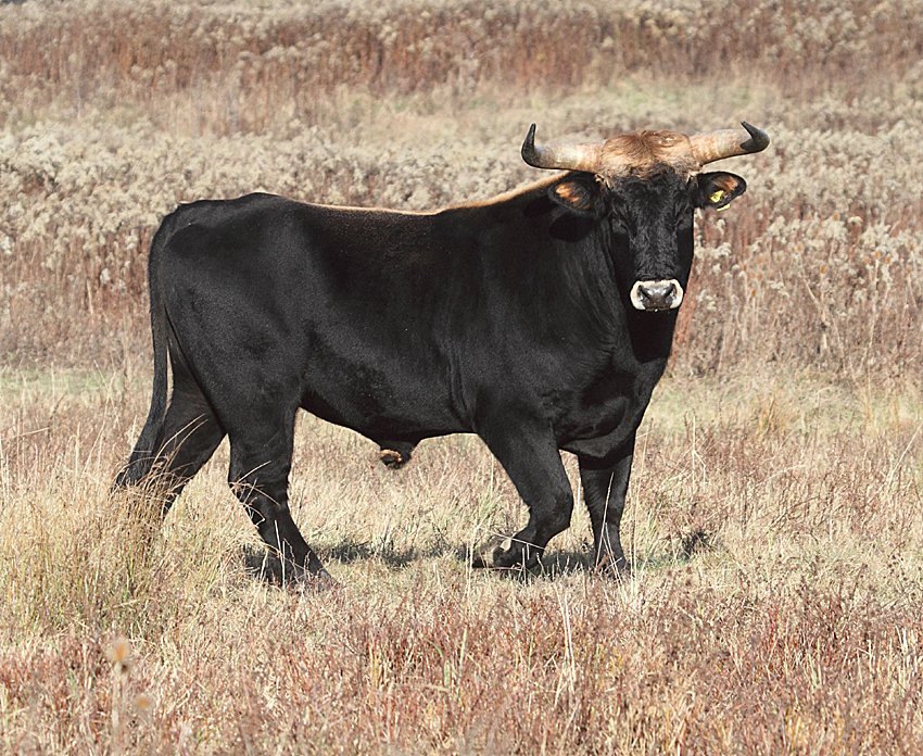 Taurus: The Steadfast Bull (image credits: wikimedia)