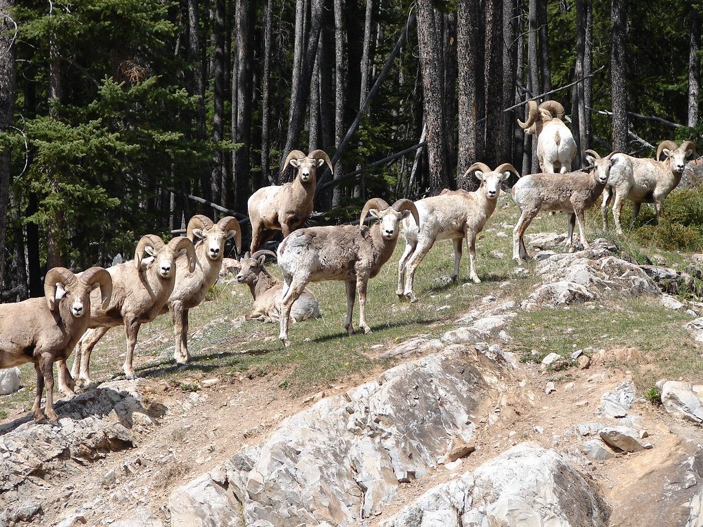 Aries: The Leader of the Pack (image credits: flickr)