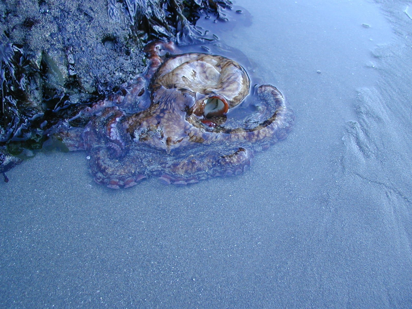 The Hidden Clues (image credits: wikimedia)