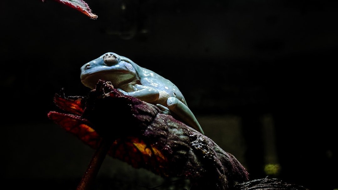 Beyond the Octopus: The Amphibious Cast of Characters (image credits: unsplash)
