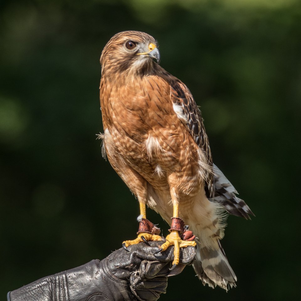 Aries: The Spring Force Connection (image credits: stocksnap)