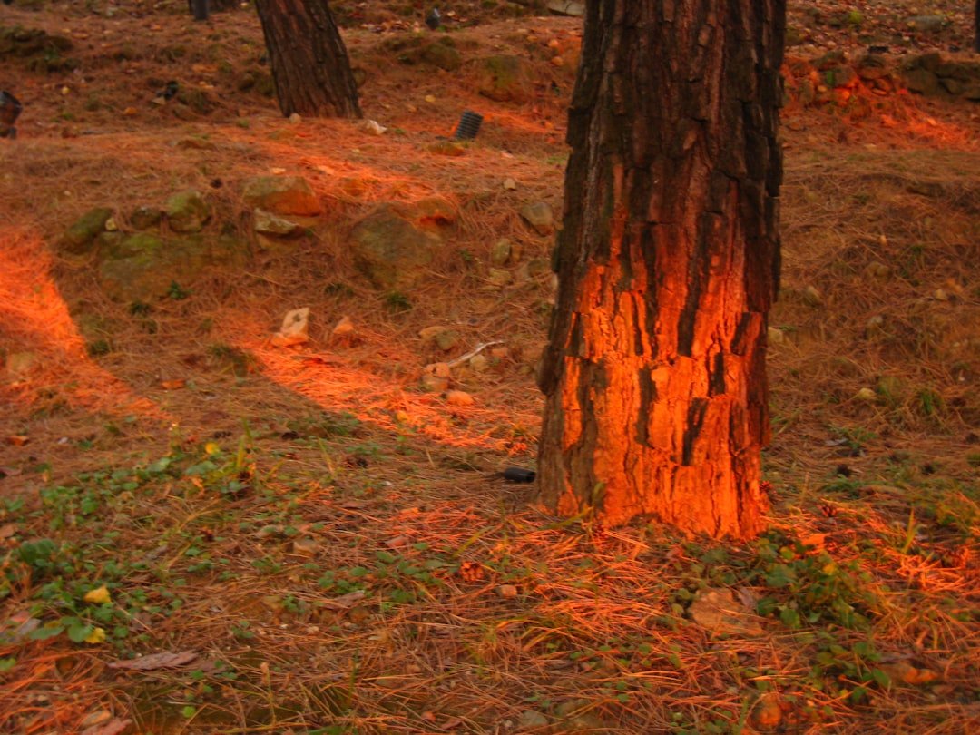 Fireproof Trees That Need Flames to Grow
