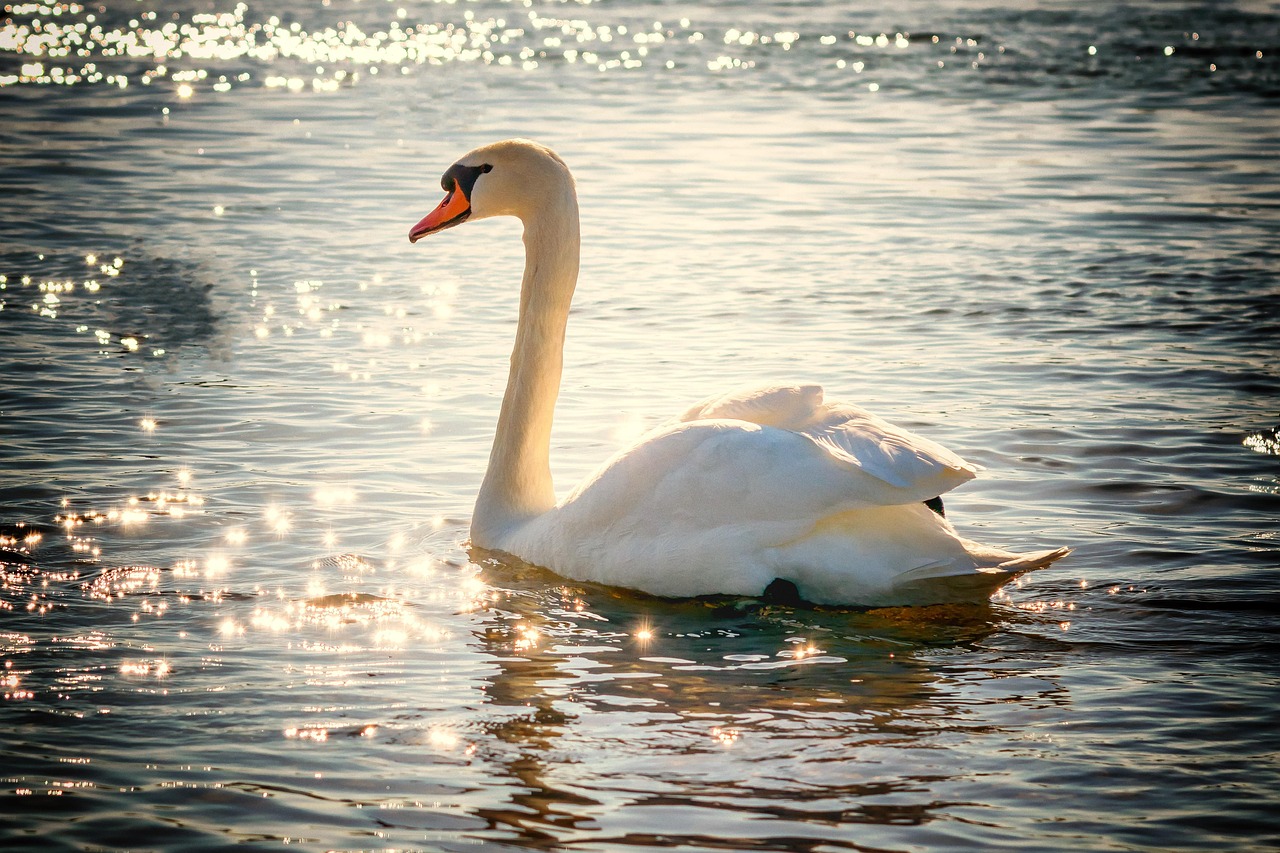 Your Year Ahead: One Species to Seek