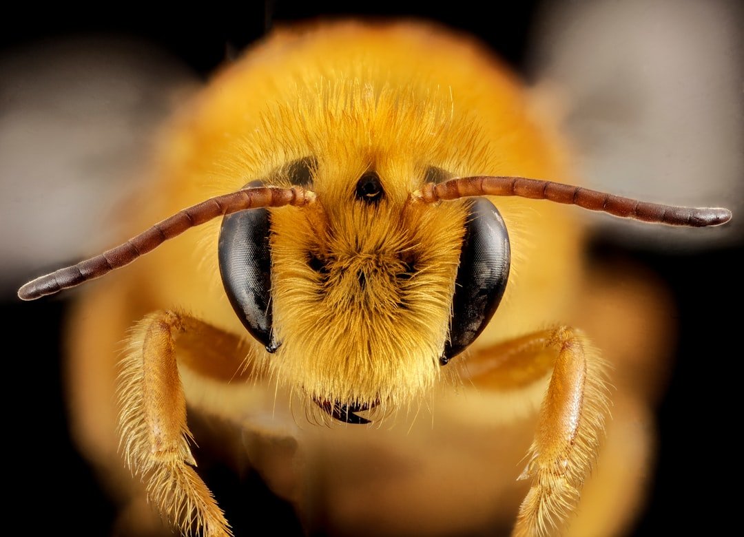 Bees That Count and Recognize Faces