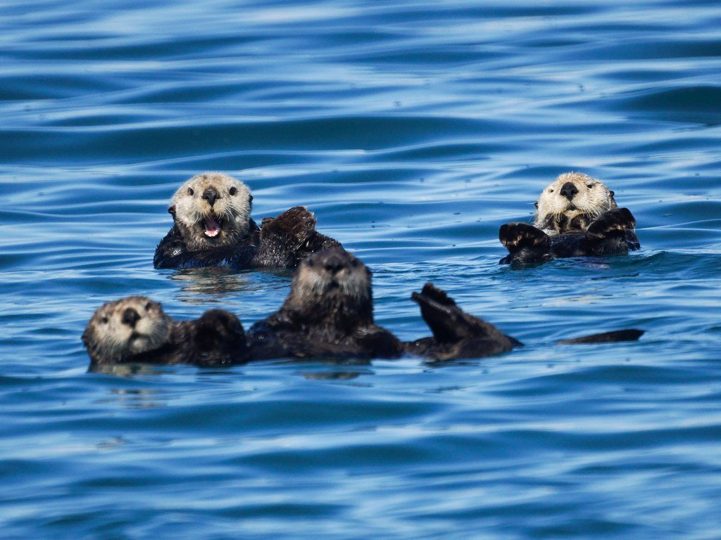 Alaska's Sea Otters Are Rebounding Fast