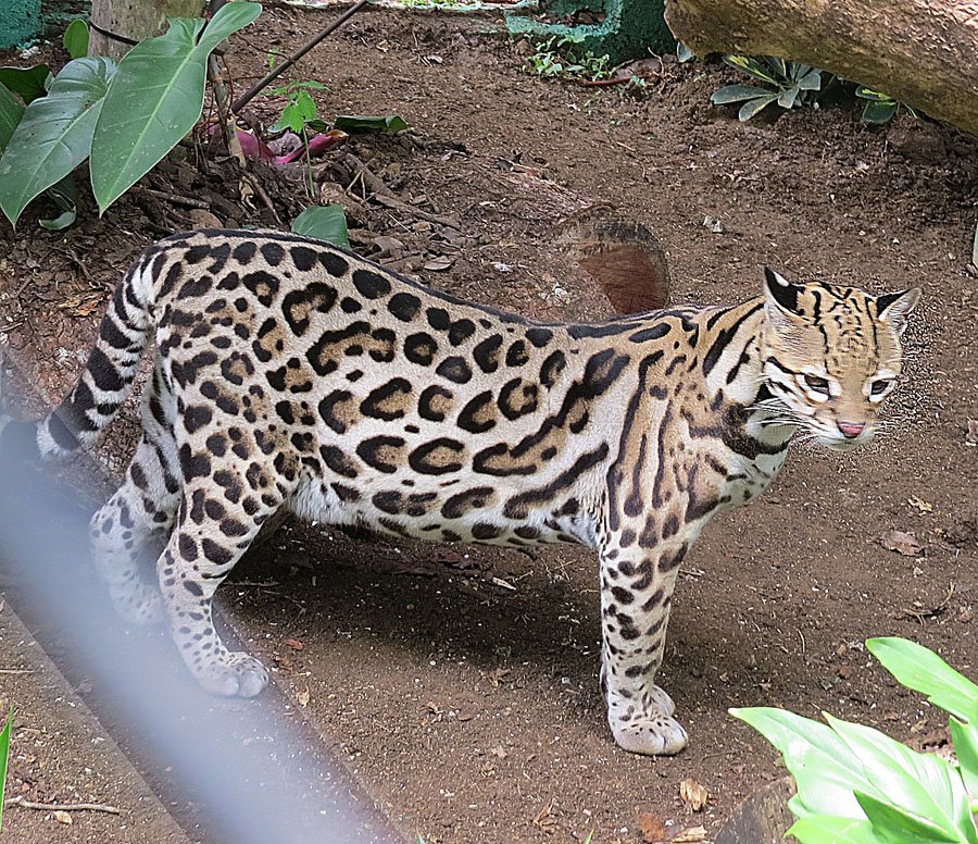 Texas Ocelots on the Brink