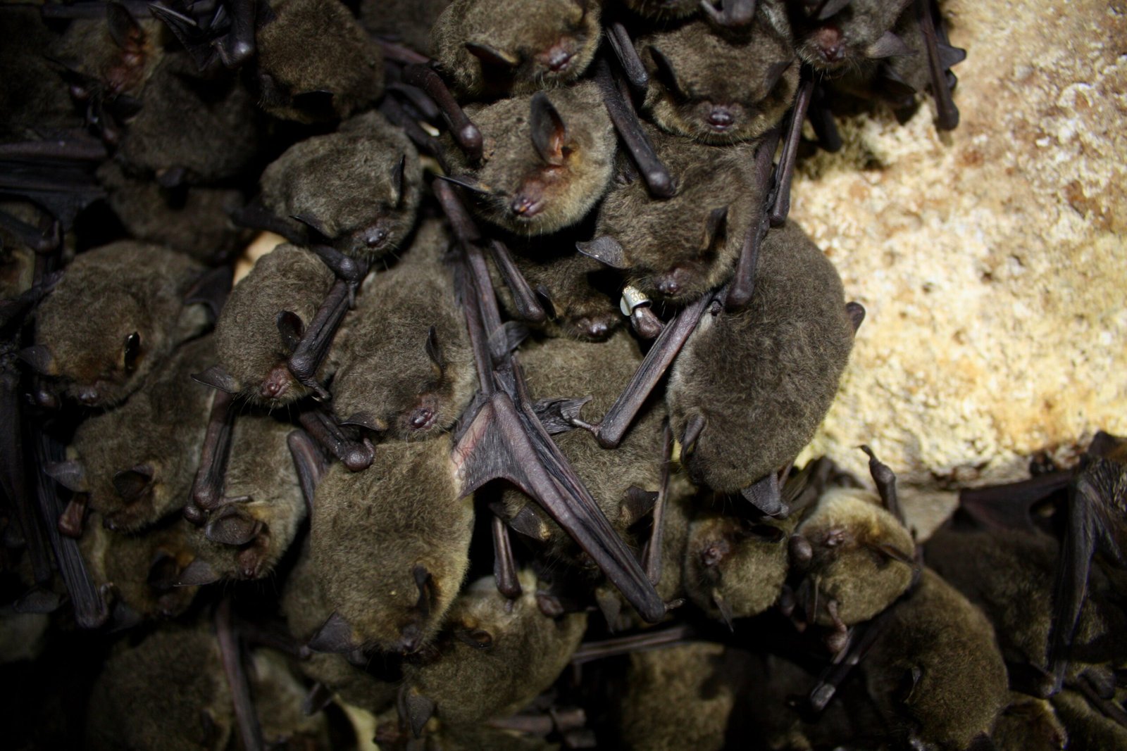 Pennsylvania’s Bats Make a Comeback
