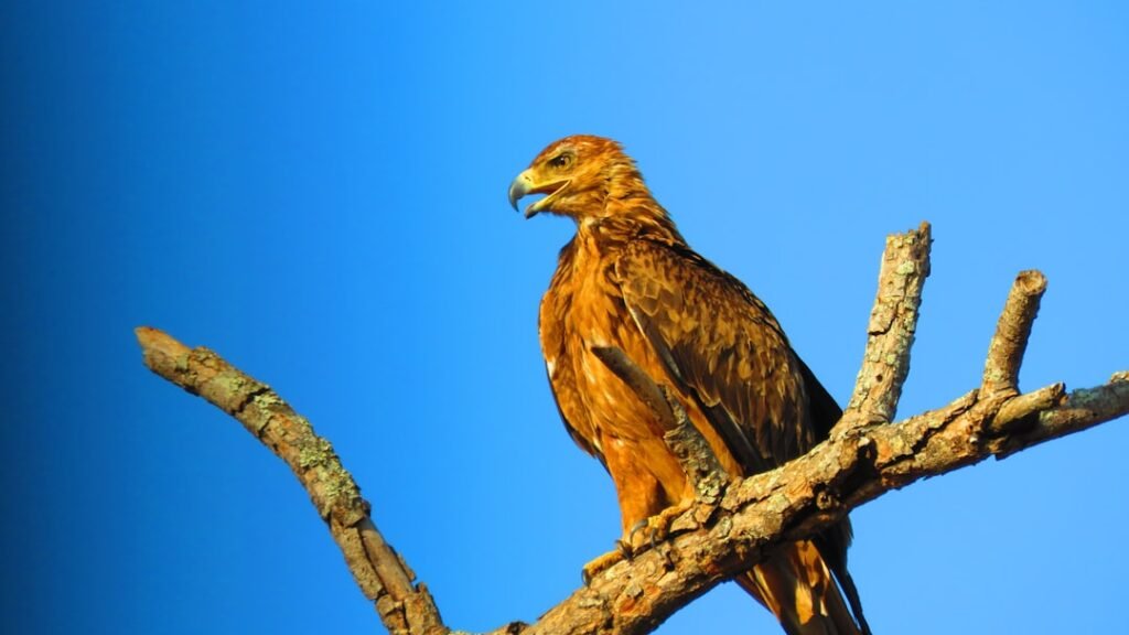 Montana's Golden Eagles Are Soaring