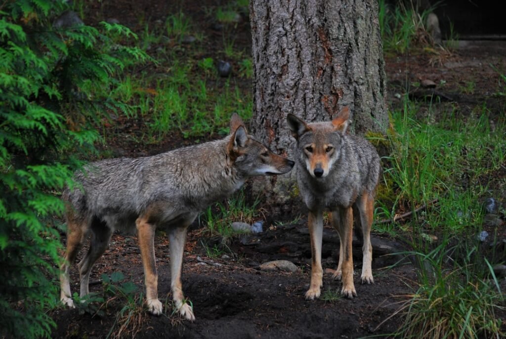 North Carolina's Red Wolves Howl Again
