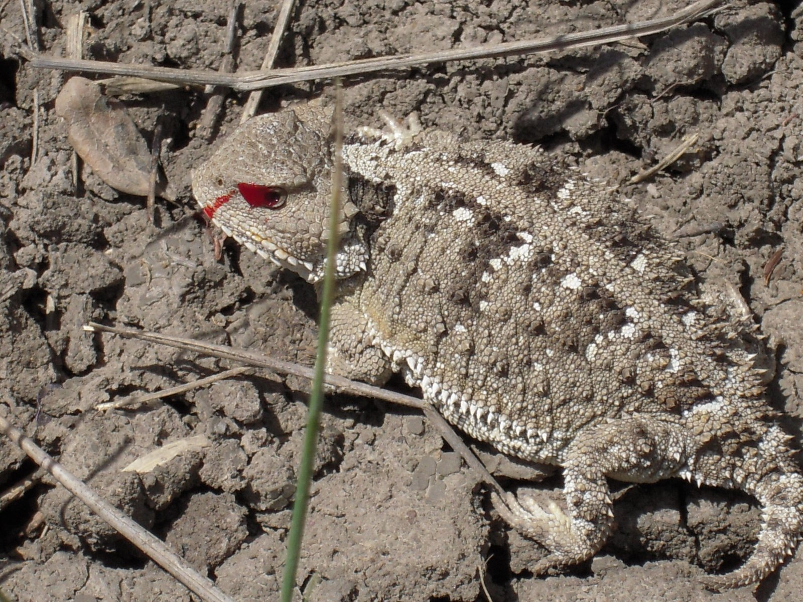 The Lizard That Shoots Blood From Its Eyes