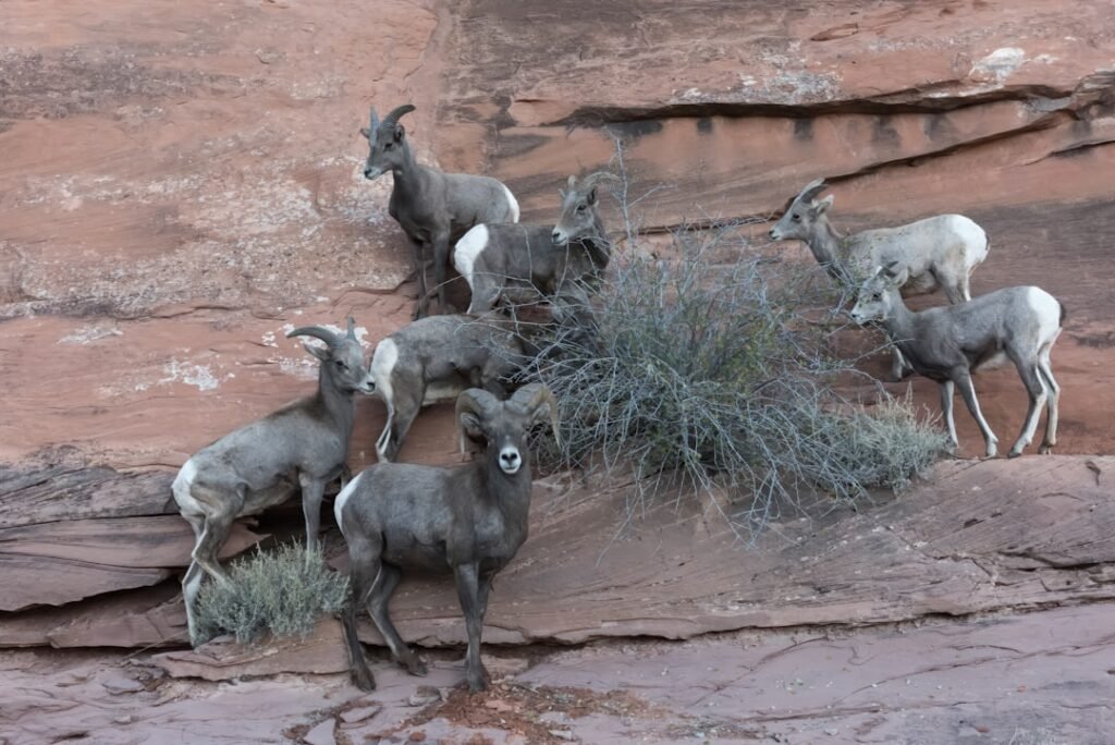 Utah Desert Bighorns Rebound