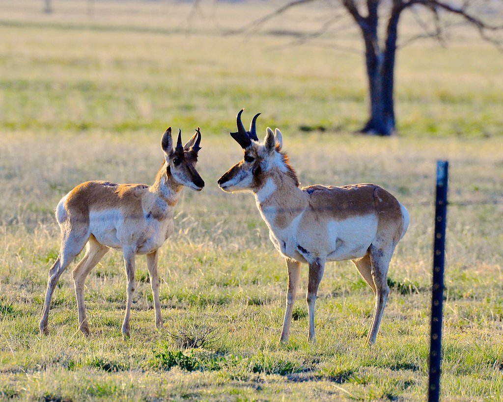 New Mexico Pronghorns Surging