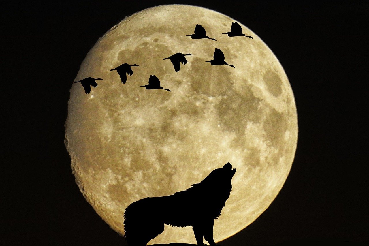 What the Moon Phase Reveals About Animal Behavior