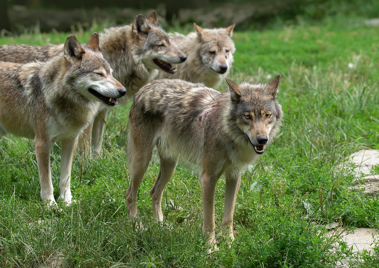 Oregon’s Wolves Are Expanding Southward