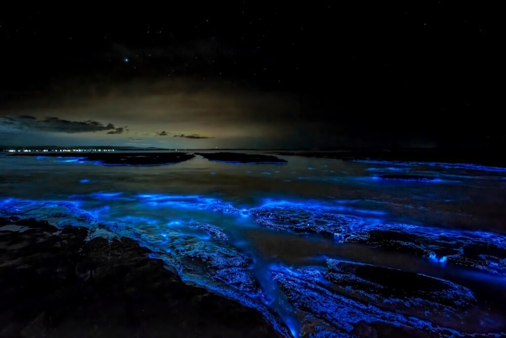 Bioluminescent Waves Return to Florida's Shores